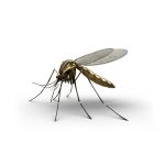 mosquito control services in Nairobi