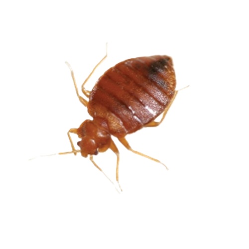 bed bug control services
