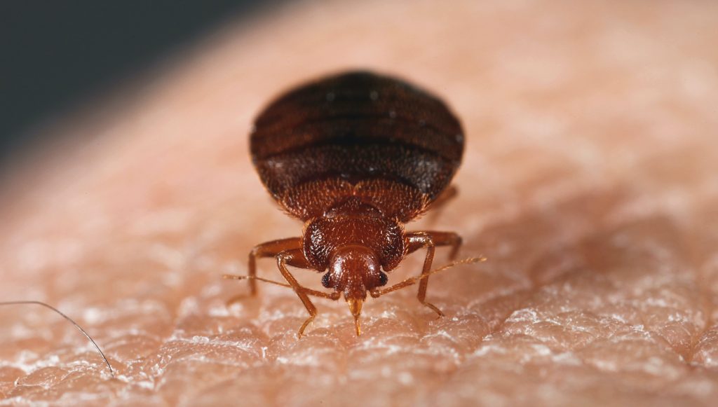 Bed Bug Control: Effective Strategies to Win the Battle