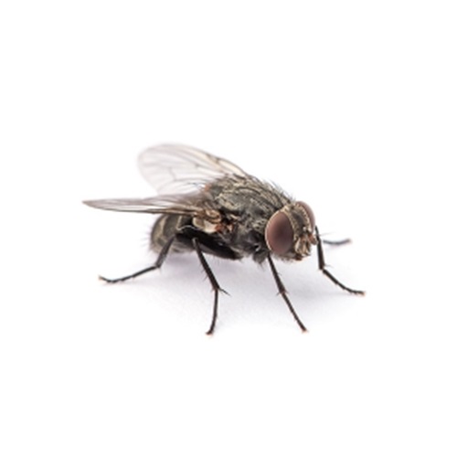 house fly control services in Nairobi