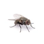 house fly control services in Nairobi
