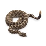 snake control services in Nairobi Kenya