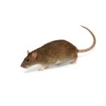 rodents control services in Nairobi Kenya