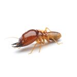 termite control services